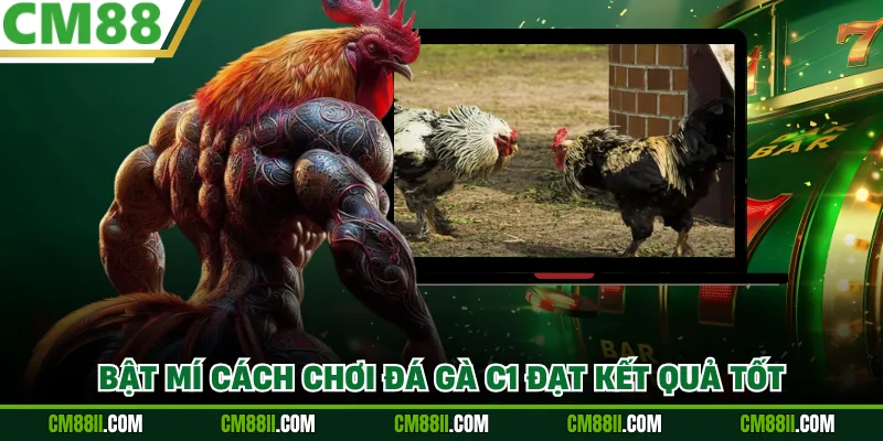 Bật mí cách chơi đá gà C1 đạt kết quả tốt